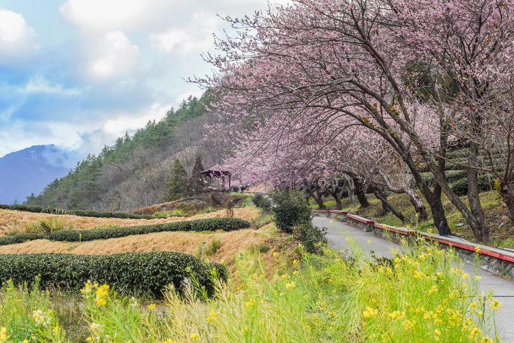 Ilustrasi pemandangan bunga sakura di Taichung, Taiwan