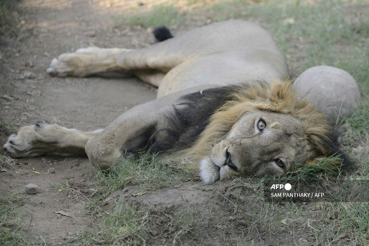 Singa Asia, Ambar, di dalam kandang terbukanya di The Kamla Nehru Zoological Garden di Ahmedabad, dokumentasi pada 9 Maret 2016.