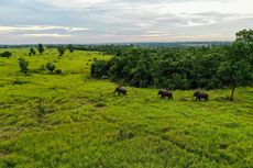 6 Fakta Taman Nasional Way Kambas Lampung, Tempat Konservasi Gajah Sumatera