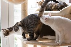 Alasan Kucing Saling Mencium Bokongnya Satu Sama Lain