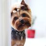 7 Ras Anjing Asal Inggris yang Populer, Beberapa Ada di Indonesia