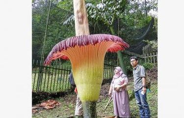Ilustrasi: Sejumlah pengunjung menyaksikan bunga bangkai raksasa yang sedang mekar di Kebun Raya Cibodas, Jawa Barat. Tinggi bunga bangkai tersebut mencapai 3,735 meter dan memecahkan rekor bunga bangkai tertinggi di Indonesia.