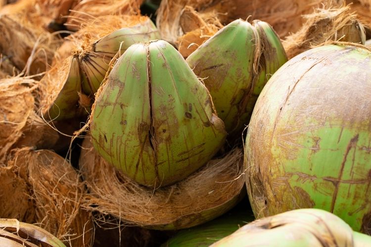 Ilustrasi sabut kelapa. Sabut kelapa dapat dimanfaatkan untuk membuat pupuk organik.