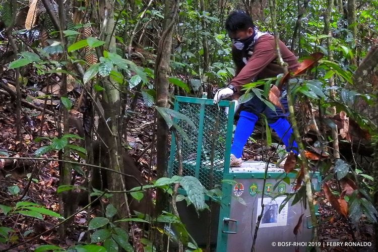 BKSDA Kalimantan Timur, Yayasan BOS, dan PT RHOI melepasliarkan tiga orangutan di Hutan Kehje Sewen, Senin (12/11/2019)