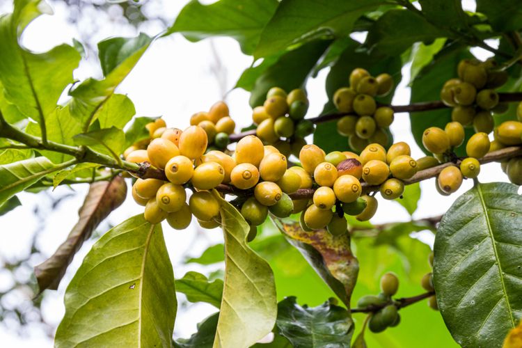 Ilutrasi tanaman kopi Yellow Caturra.