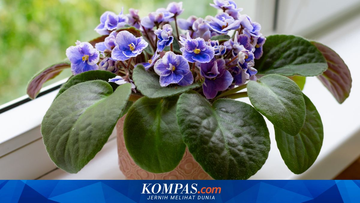 7 Tanaman Bunga Dalam Ruangan yang Dapat Mekar Sepanjang Tahun