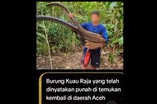 Burung Kuau Raja Diklaim Punah tapi Ditemukan Kembali di Aceh, Bagaimana Faktanya?