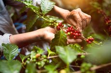 Apa Manfaat dari Pemangkasan Pada Tanaman Kopi?