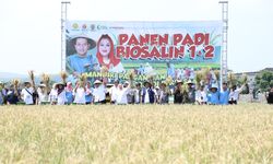Semarang Jadi Pionir Budi Daya Pangan Berkelanjutan dengan Padi Biosalin