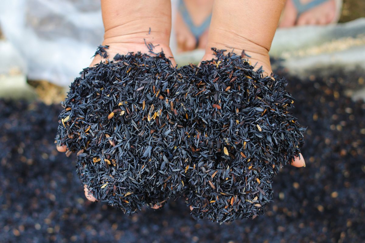 Ilustrasi arang sekam. Arang sekam dapat dimanfaatkan untuk tanaman, salah satunya adalah sebagai media tanam. 