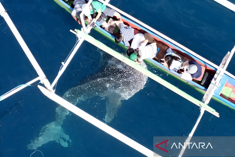 Foto aerial seekor Hiu Paus (Rhincodon typus) berenang mendekati perahu wisata di objek wisata Desa Botubarani, Kabupaten Bone Bolango, Gorontalo, Selasa (10/1/2023). Sejak awal bulan Januari 2023. satu hingga tiga ekor Hiu Paus terlihat di objek wisata unggulan di Provinsi Gorontalo tersebut.