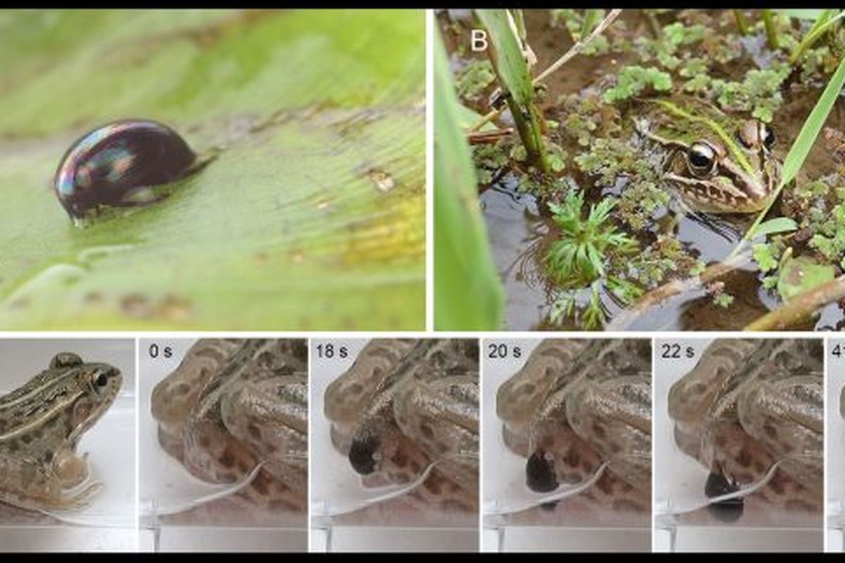 Gambar menunjukkan kumbang air mampu meloloskan diri dan keluar melalui anus setelah dimakan katak.