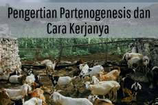 Pengertian Partenogenesis dan Cara Kerjanya 