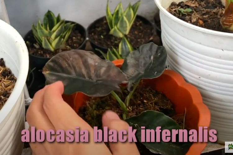 Alocasia Black Infernalis termasuk jenis yang sulit ditemukan dan memiliiki daun dan batang berwarna kehitaman.
