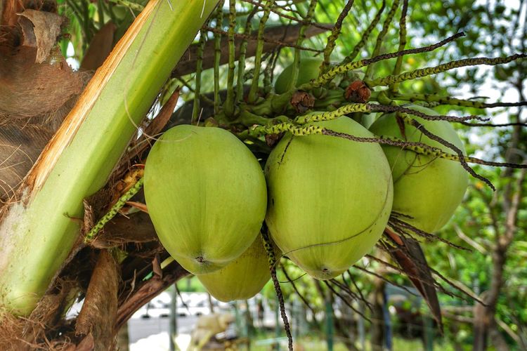 Ilustrasi kelapa, buah kelapa. 