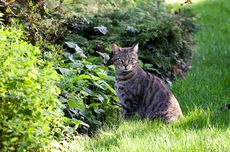 Cara Burung Parkit Menentukan Teman Baru: Pelan, Tapi Pasti