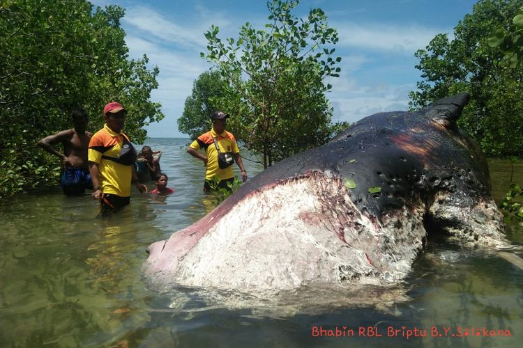 Anggota Polres Rote Ndao, saat meninjau Seekor paus terdampar di Hutan Magrove Pantai Tasilo, Desa Tasilo, Kecamatan Rote Barat Laut, Kabupaten Rote Ndao, Nusa Tenggara Timur (NTT), Jumat (24/1/2020)