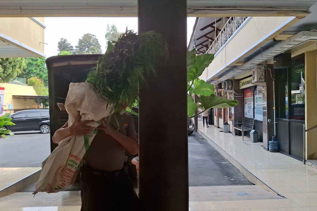 Polisi turunkan 25 ribu tanaman ganja dari lereng Semeru ke Mapolres Lumajang, Sabtu (21/9/2024)