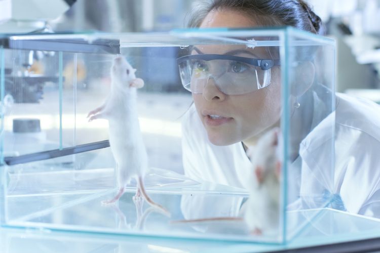 Ilustrasi ilmuwan melakukan penelitian dengan menggunakan tikus di laboratorium.