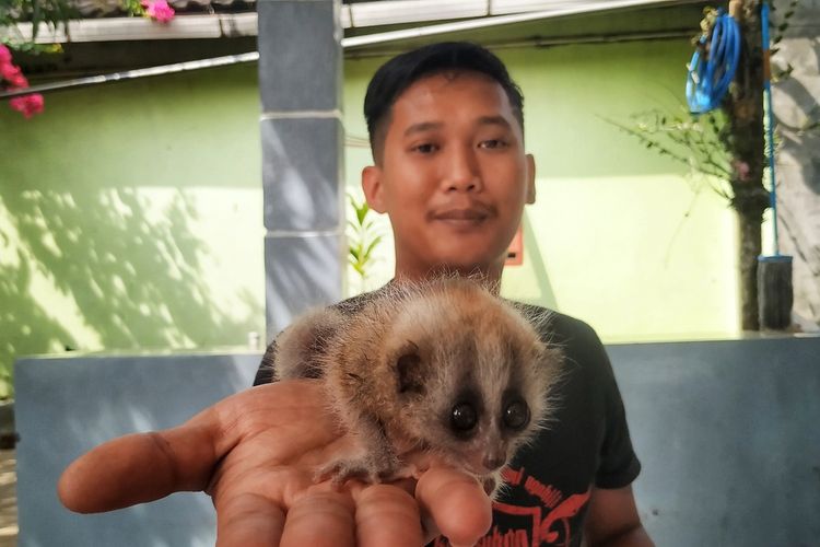 Indra Perdana memperlihatkan bayi Kukang yang diselamatkan selama enam hari di rumahnya di Desa Sirnaresmi, Kecamatan Gunungguruh, Sukabumi, Jawa Barat, Sabtu (27/8/2022).