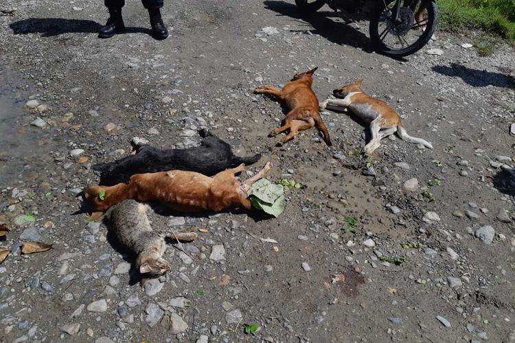 Warag meletakan hewan peliharaannya yang mati mendadak di tengah jalan, saat meblokade jalan, Jumat (31/1/2020).