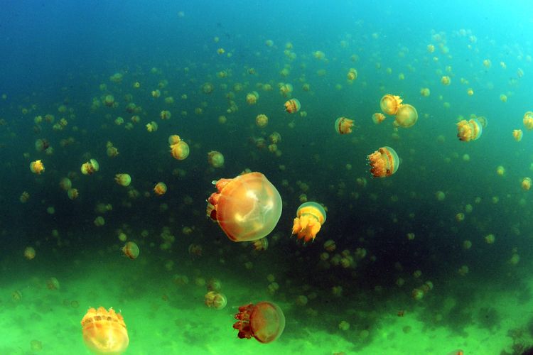 Ilustrasi Ubur-ubur (Jellyfish) 