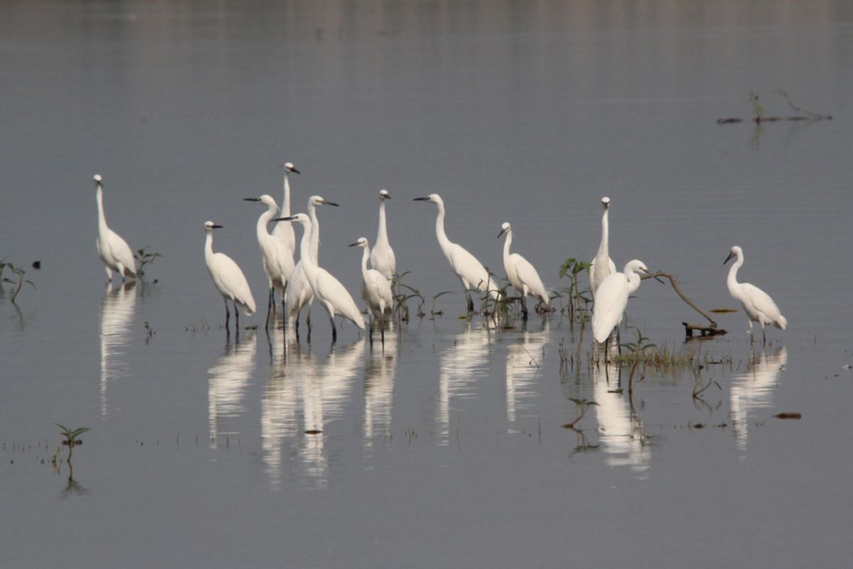 Kumpulan burung kuntul kecil (Egretta garzetta) di Danau Limboto. Di kawasan lahan basah ini terdapat 94 jenis burung air yang berhasil didata oleh Perkumpulan Biodiversitas Gorontalo (Biota).