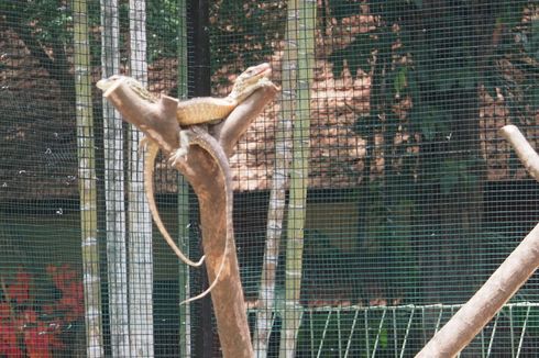 Kebun Binatang Surabaya Punya 74 Bayi Komodo