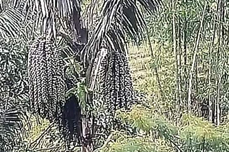 Kawasan hutan Pohon Aren di wilayah Kolang, Flores Barat sebagai sumber pendapatan ekonomi masyarakat, Kamis, (31/3/2022). (KOMPAS.com/MARKUS MAKUR)