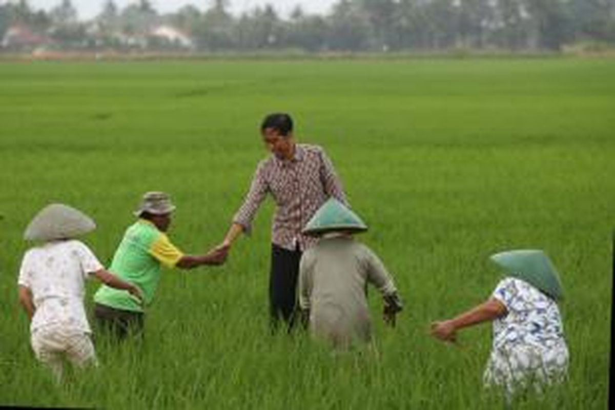 Capres nomor urut 2, Joko Widodo (Jokowi) berdialog dengan petani di Desa Gentasari, Kroya, Cilacap, Jawa Tengah, Jumat (13/6/2014). Dialog dilakukan Jokowi guna mengetahui berbagai masalah seputar pertanian yang dihadapi petani.