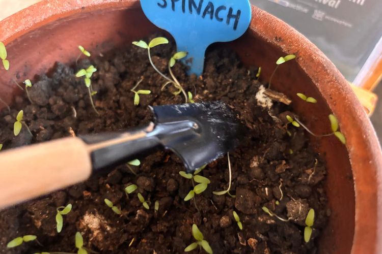 Seed Paper Indonesia memproduksi kertas dengan inovasi yang unik. Kertas ini terbuat dari bahan daur ulang, dan di dalamnya terdapat benih tanaman seperti bayam, pakcoy, hingga bunga marigold, zinnia, cosmos, dan bunga celosia.