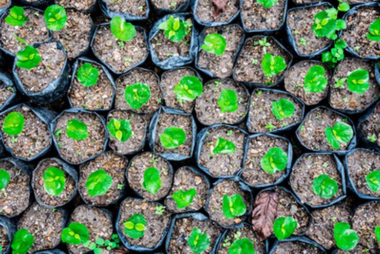 Cara Pembibitan Kopi Arabika agar Menghasilnya Bibit Berkualitas