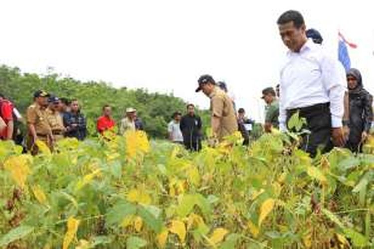 Menteri Pertanian Andi Amran Sulaiman mengamati tanaman kedelai siap panen di Kelurahan Simpang, Kecamatan Berbak, Tanjung Jabung Timur, Jambi, Selasa(6/9/2016).