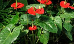 5 Penyebab Daun Anthurium Berubah Cokelat dan Cara Mengatasinya