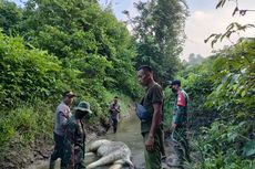 Lagi, Seekor Gajah Mati Ditemukan di Kawasan Hutan Aceh Timur