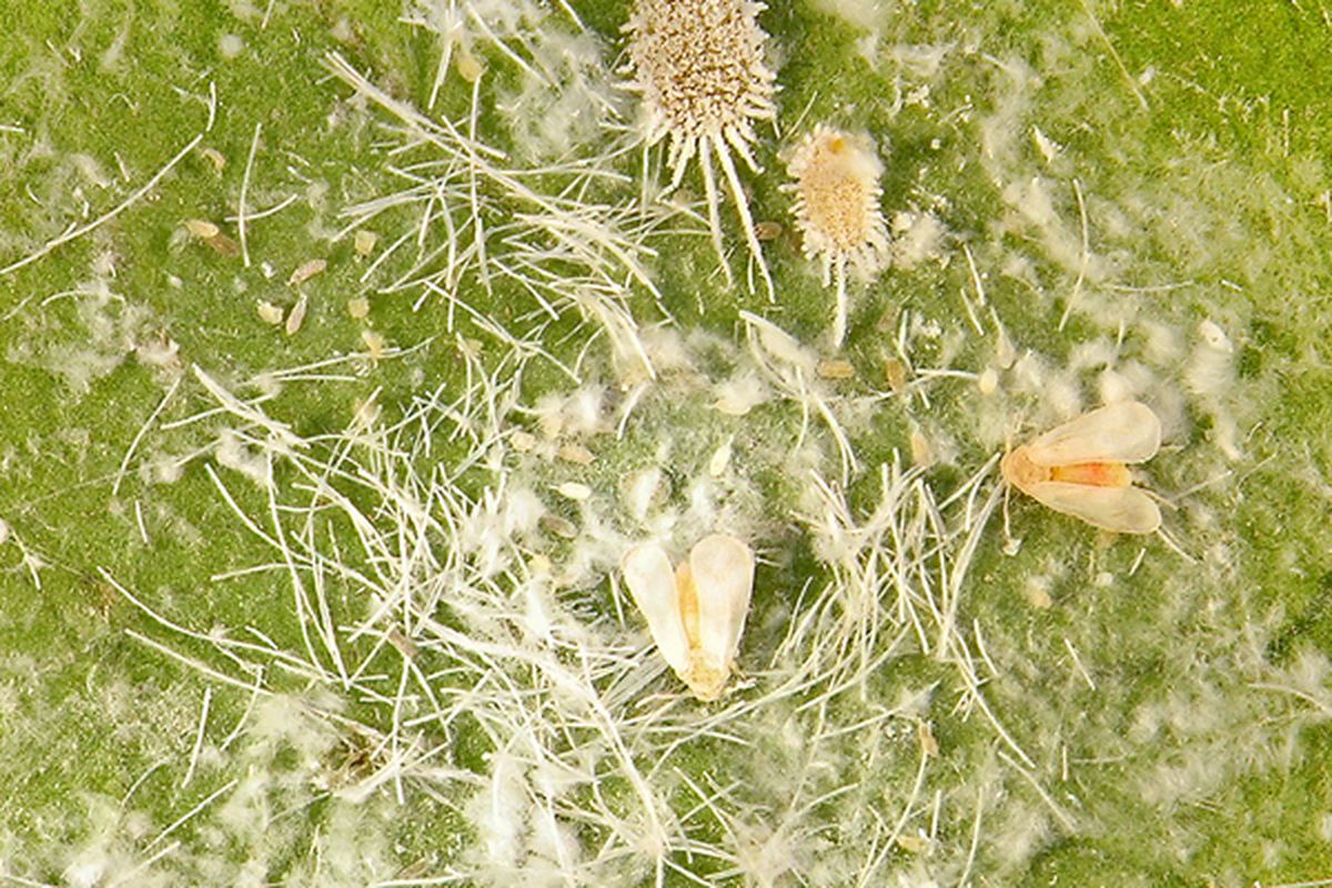 Ilustrasi hama kutu putih pada tanaman.