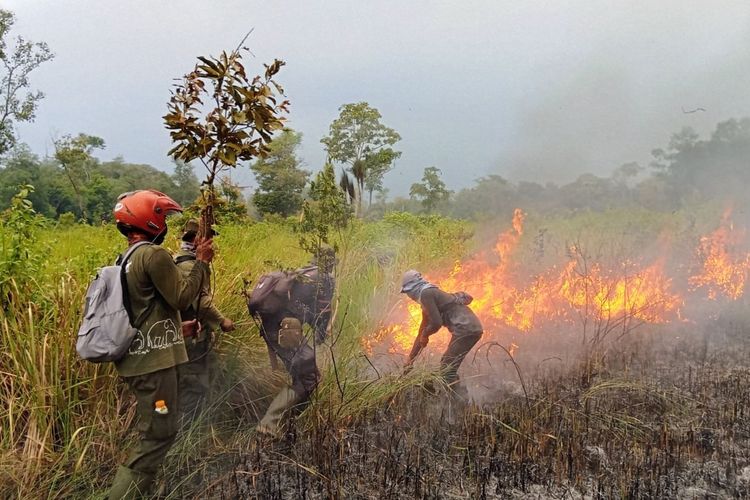 Ratusan Hektare Way Kambas Terbakar, Sumber Air Kini Dibangun di Kawasan Konservasi