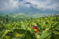 Mengapa Temanggung Dijuluki Kota Tembakau?