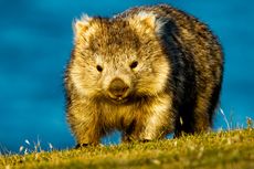 Australia Minta Pengunjung Pulau Maria Tidak Swafoto dengan Wombat