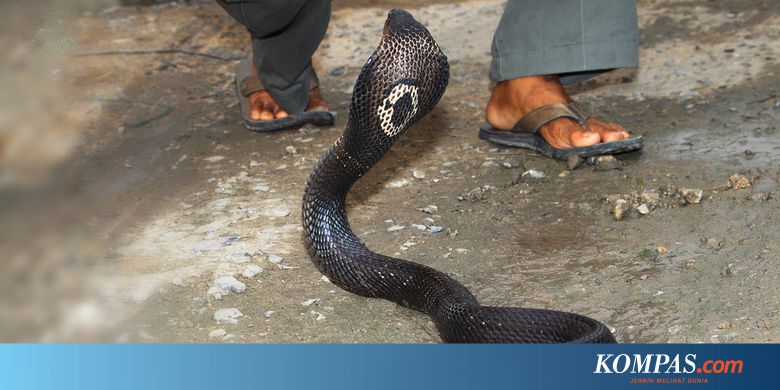 6 Kasus Penemuan Ular Kobra Ada Di Balik Karpet Masjid Hingga
