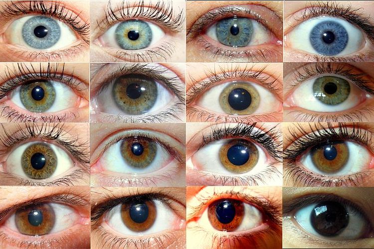Fenotipe berbeda pada warna mata manusia.