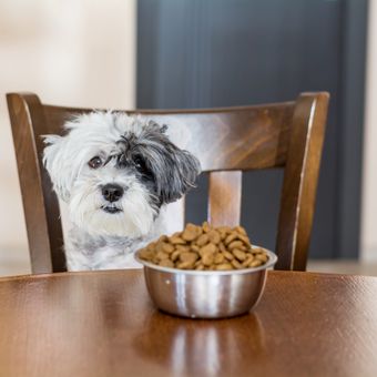 Ilustrasi anjing makan, memberi makan anjing dengan daging mentah. 