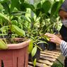Melihat Konservasi Kantong Semar, Tanaman Langka Pemakan Serangga Endemik Gunung Slamet