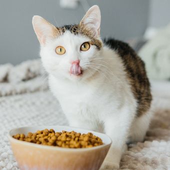 Ilustrasi makanan kucing, kucing sedang makan. 