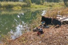 Anjing Ini Duduk di Tepi Danau Tempat Pemiliknya Jatuh dan Tenggelam