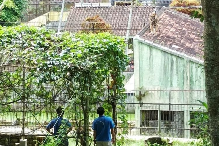 Petugas mengawasi seekor harimau benggala koleksi kebun binatang Serulingmas Banjarnegara, Jawa Tengah yang nyaris lepas dari kandang, Sabtu (25/12/2021).