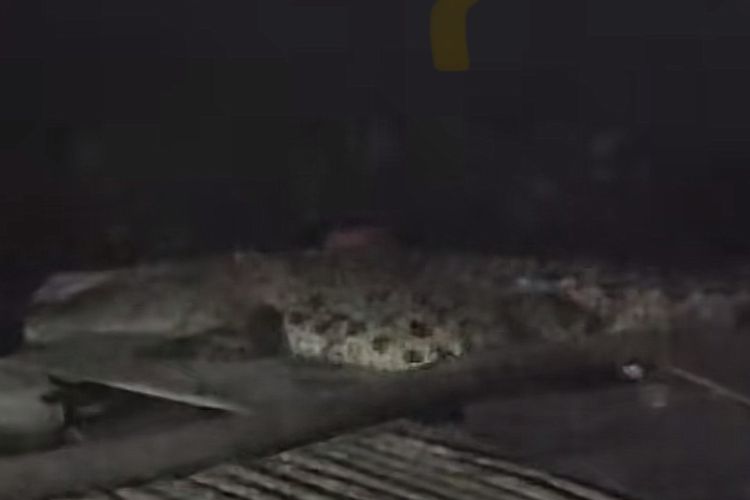 Buaya yang muncul di sekitar Medokan Semampir, Surabaya, Selasa (5/11/2024).