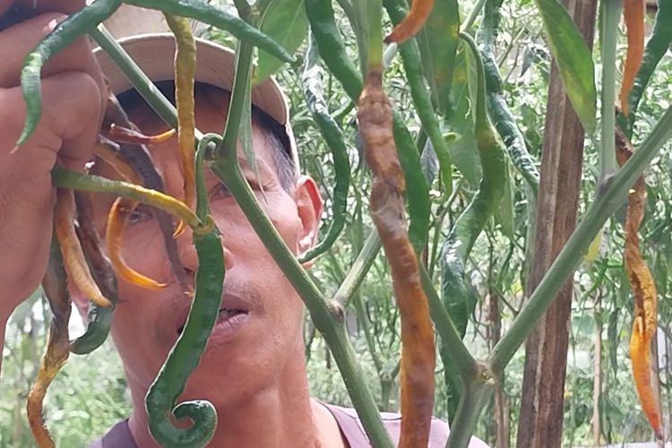 Sebagian cabai terkena penyakit busuk buah di Desa Karangsalam, Kecamatan Baturraden, Kabupaten Banyumas, Jawa Tengah, Kamis (2/11/2023).