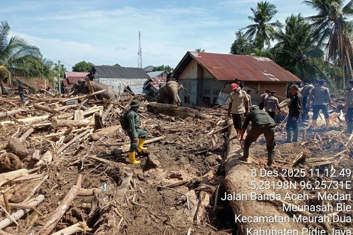 Gajah membantu mengangkut material pasca banjir di Aceh. 