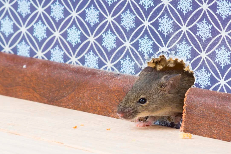 Ilustrasi kehadiran tikus di rumah